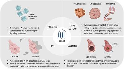 CD151 in Respiratory Diseases